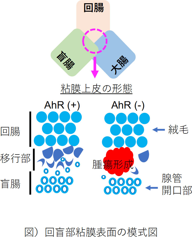 図) 回盲部粘膜上皮の模式図